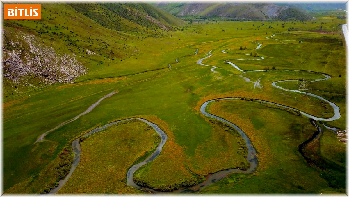 Sarı çiçeklerle süslenen Güzeldere mendereslerinden kartpostallık görüntüler