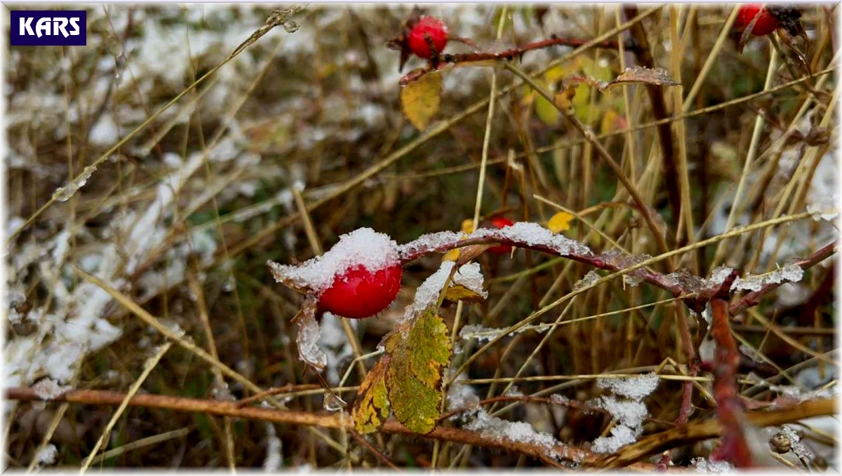 Sarıkamış beyaza büründü