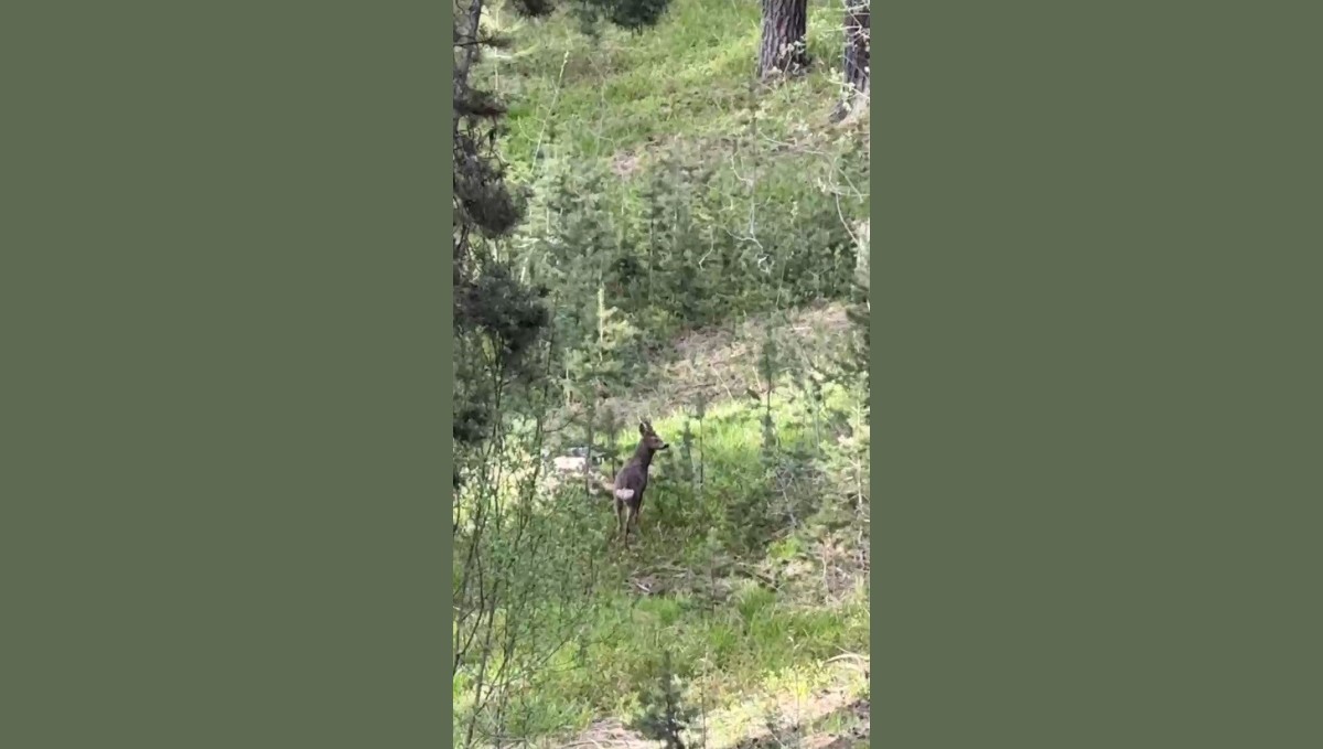 Sarıkamış ormanlarında yiyecek arayan karaca kameraya yansıdı