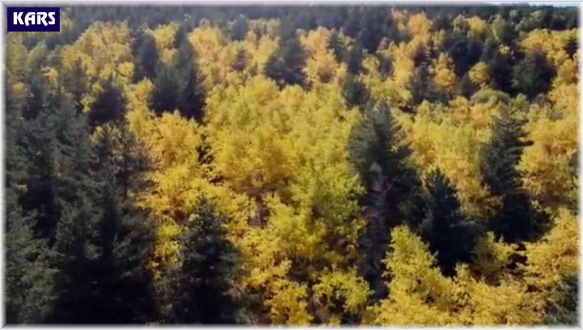 Sarıkamış ormanlarındaki renk cümbüşü havadan görüntülendi