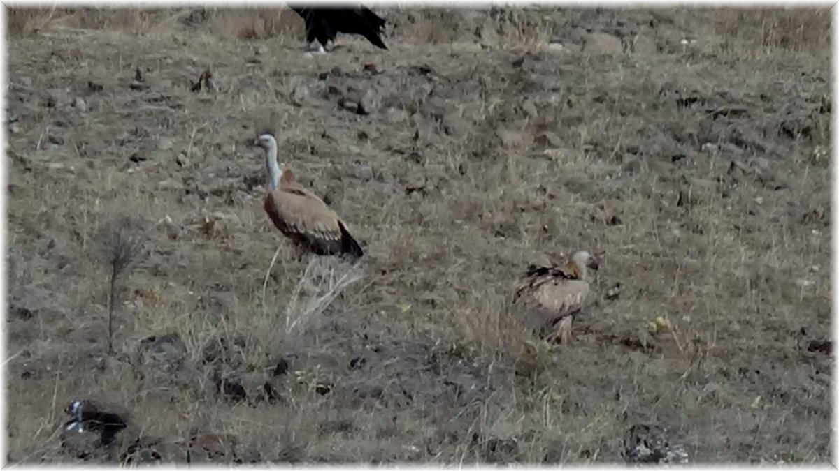 Sarıkamış'ta akbabalar görüntülendi