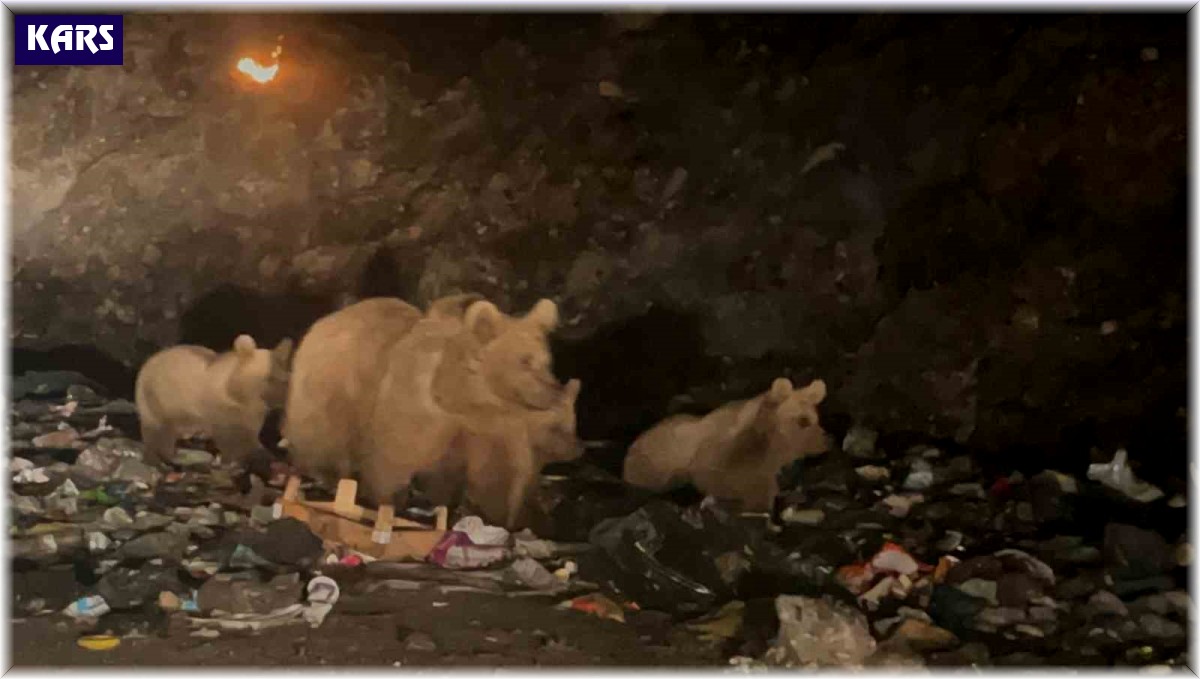 Sarıkamış'ta ayılar 'çöplük ayısı' oldu