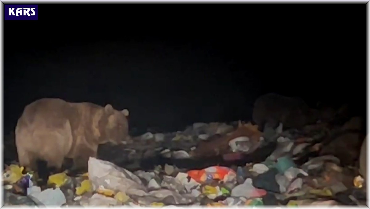 Sarıkamış'ta ayılar kış uykusu öncesi besin depoluyor