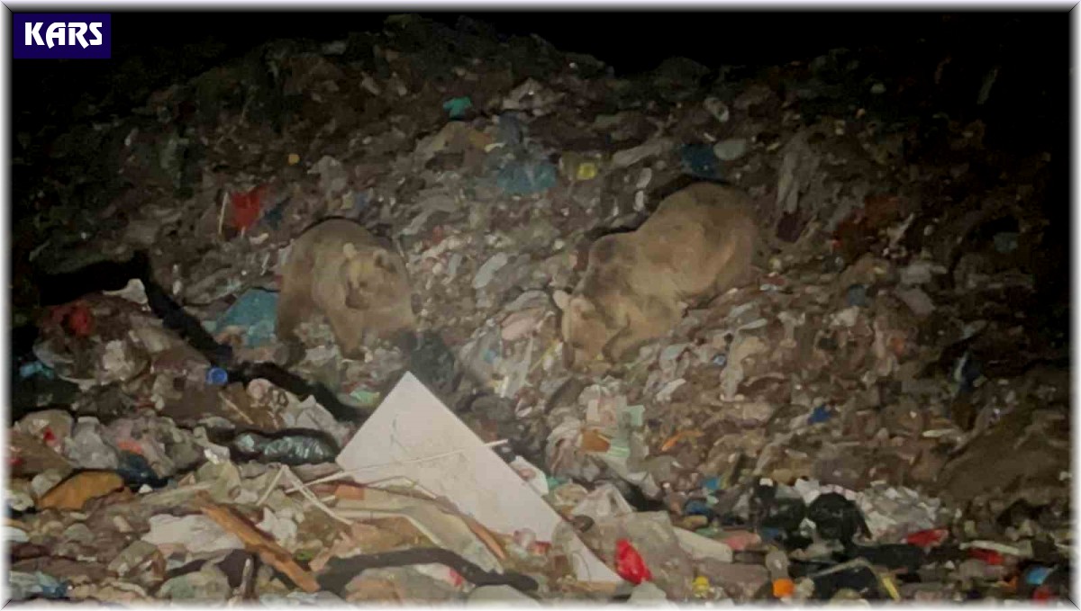 Sarıkamış'ta ayılar kış uykusundan uyandı