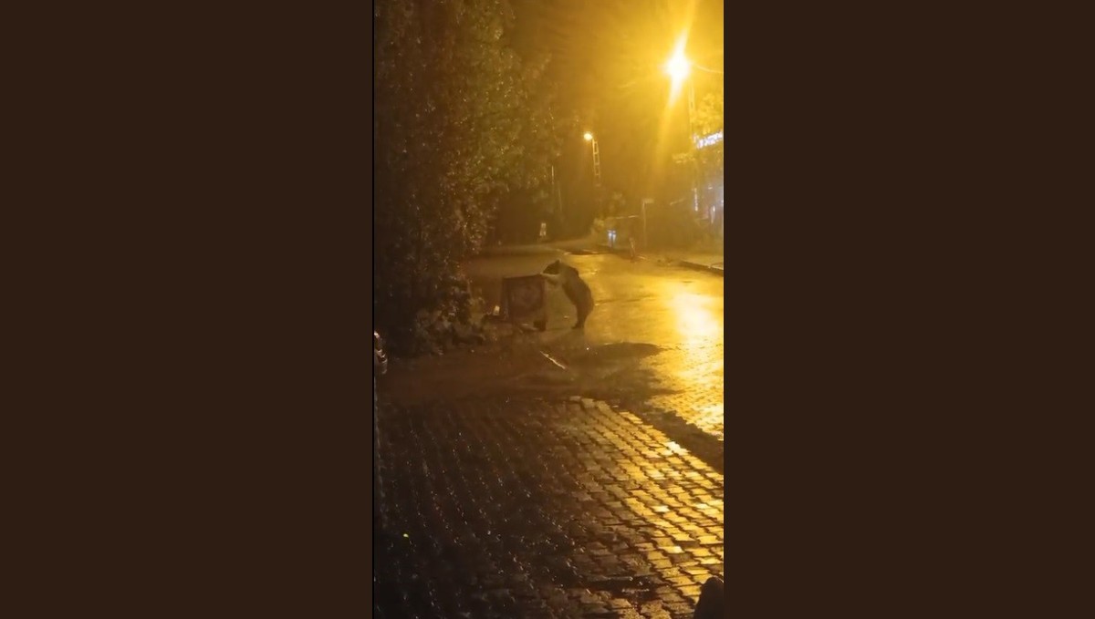 Sarıkamış'ta ayılar kış uykusunu unuttu