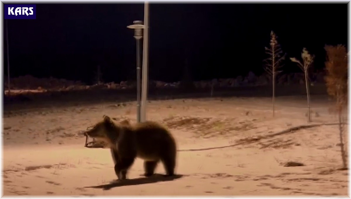 Sarıkamış'ta ayılar parkta görüntülendi