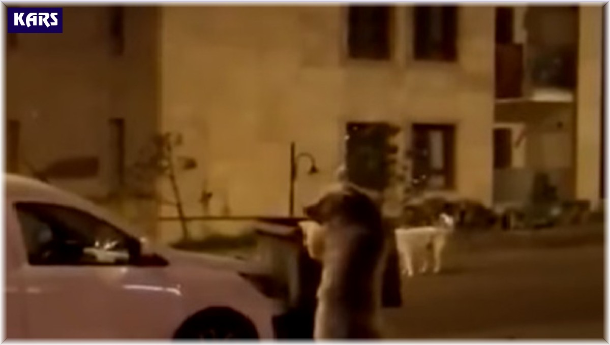 Sarıkamış'ta ayılar sokaklarda dolaşıyor