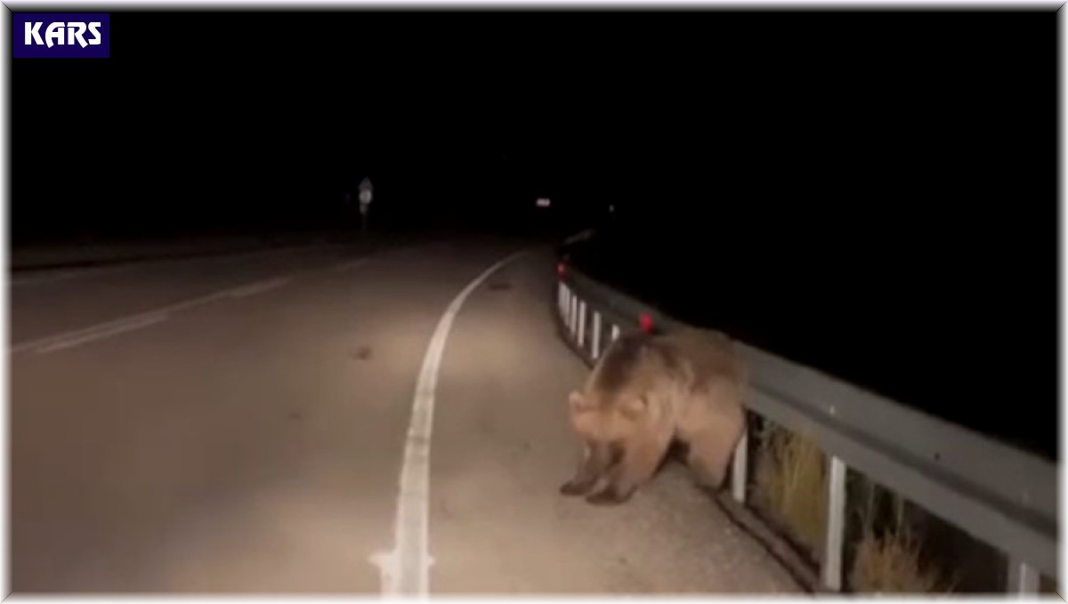 Sarıkamış'ta ayının kaşınma anı kamerada