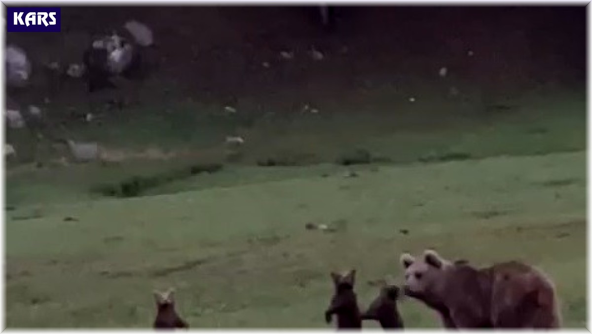 Sarıkamış'ta boz ayı ailesi görüntülendi