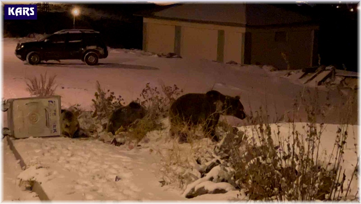 Sarıkamış'ta boz ayılar kış uykusunu unuttu