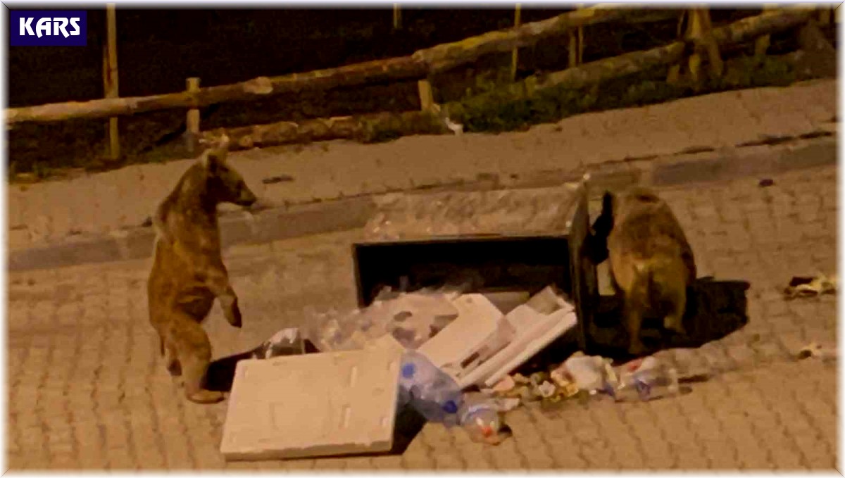 Sarıkamış'ta boz ayılar sokaklarda cirit atıyor