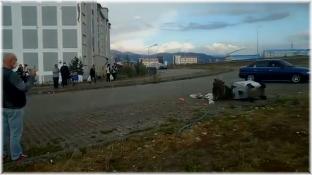 Sarıkamış'ta bozayı meraklılarından 'tehlikeli' özçekim