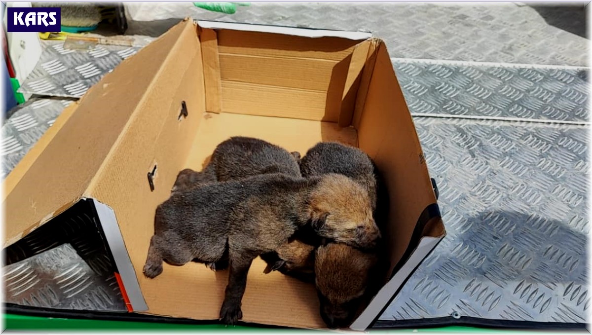 Sarıkamış'ta bulunan kurt yavruları emin ellerde