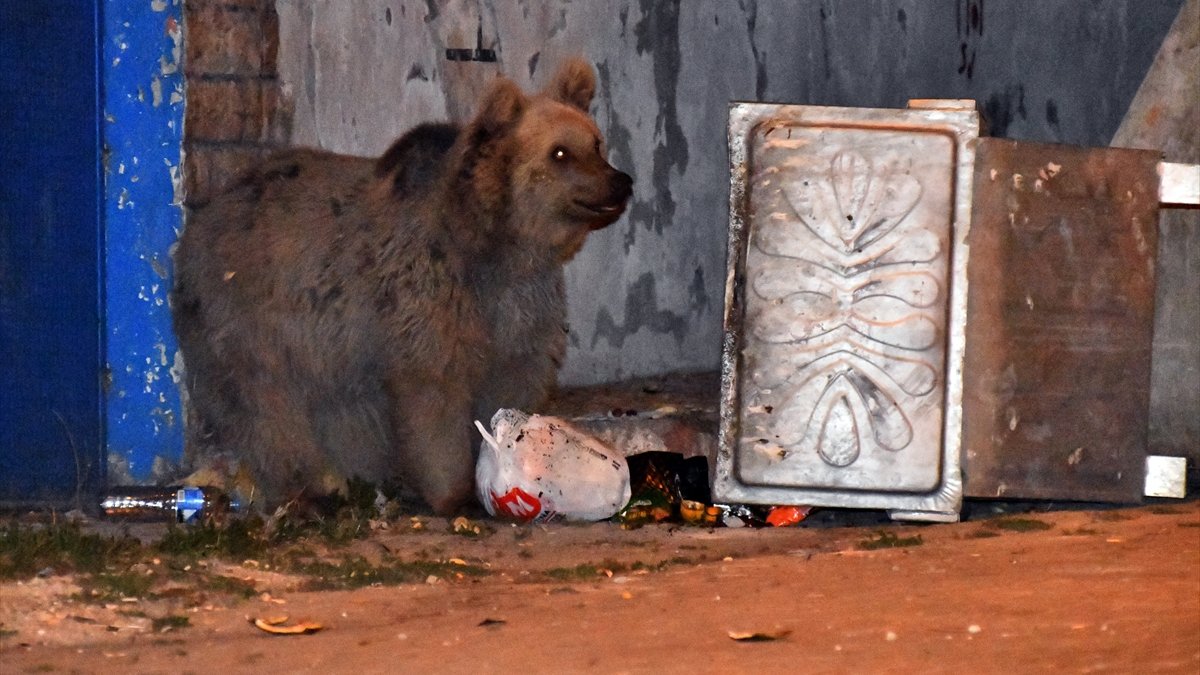 Sarıkamış'ta çatılarda dolaşıp sokaktaki çöp konteynerlerinde yiyecek arayan bozayılar kamerada