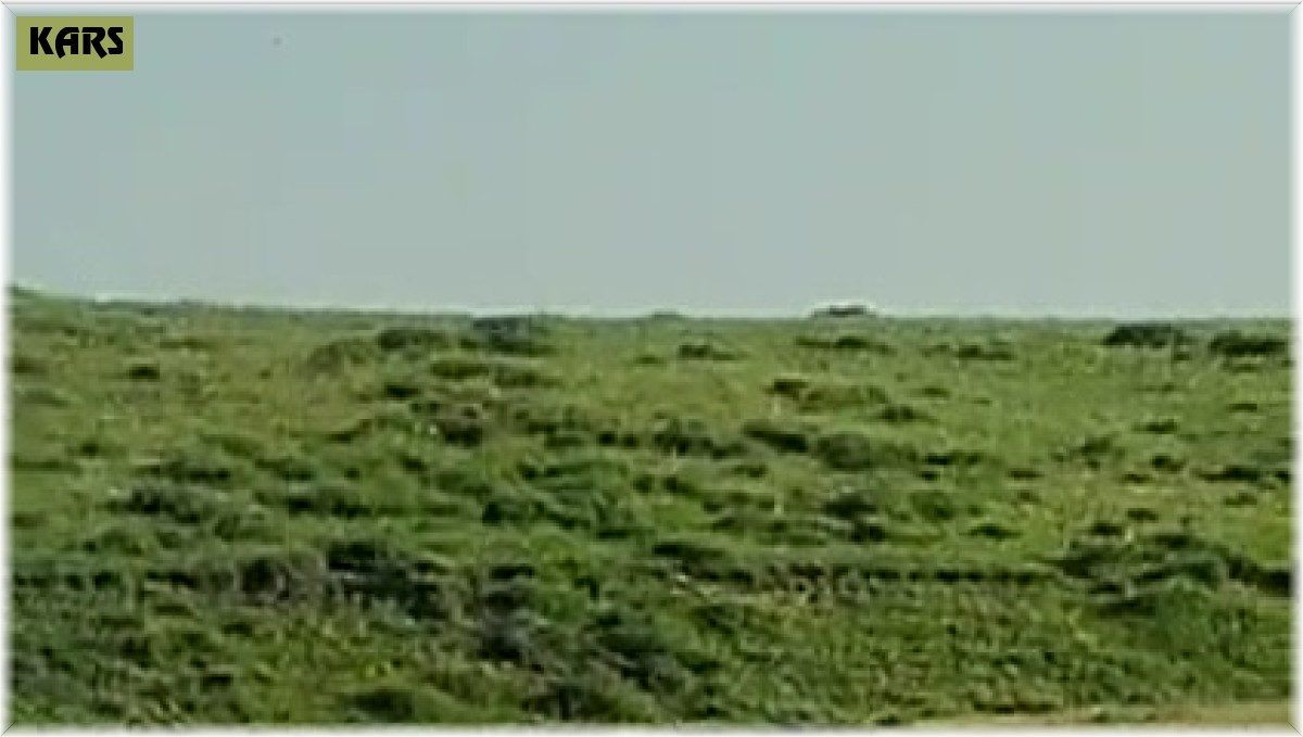 Sarıkamış'ta domuz sürüsü kameraya yansıdı