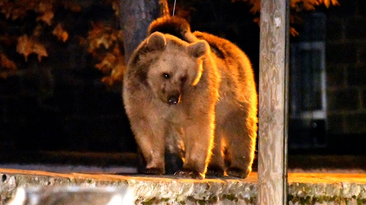 Sarıkamış'ta mahalleye inen bozayı ve tilki görüntülendi