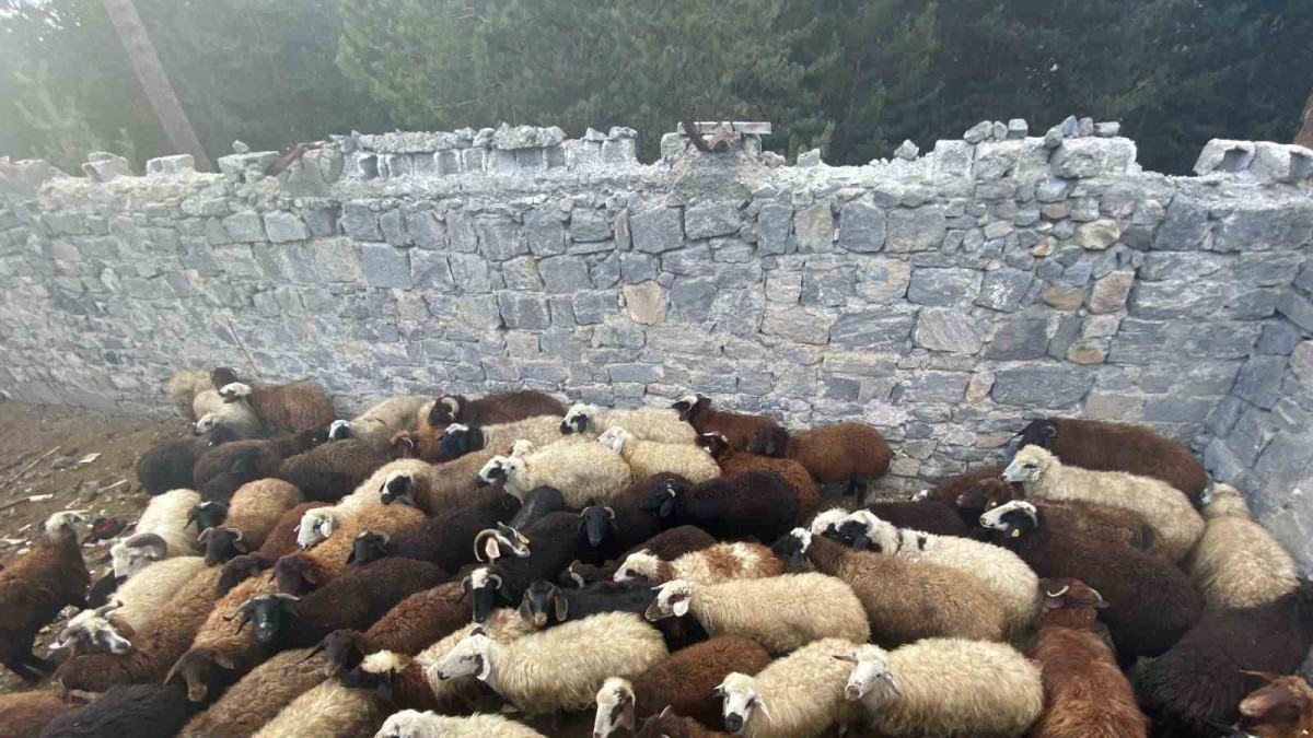 Sarıkamış'ta maskeli hırsızlar tarafından çalınan hayvanlar bulundu