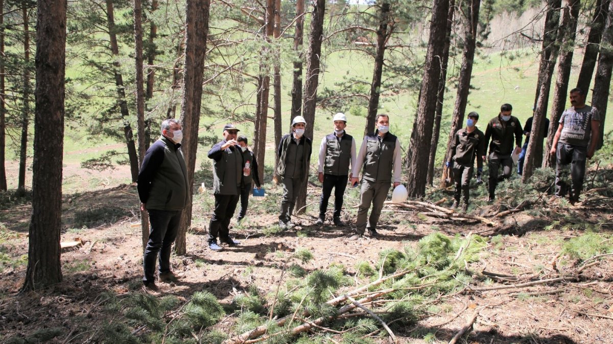 Sarıkamış'ta ormancılık çalışmaları yerinde incelendi