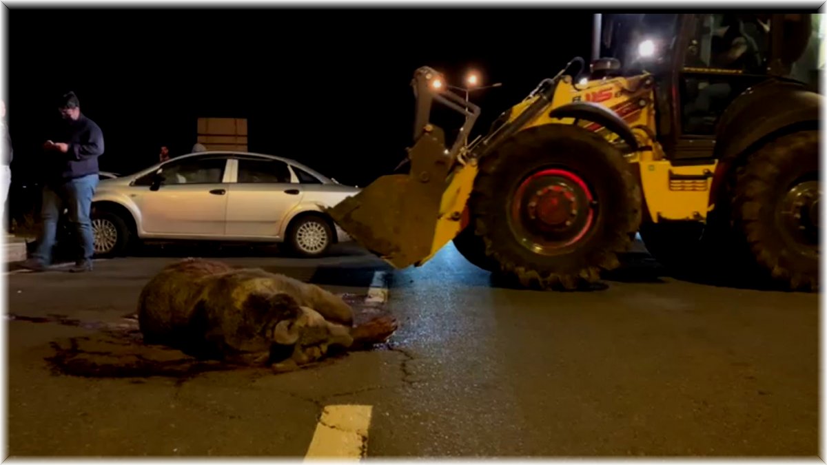 Sarıkamış'ta otomobilin çarptığı ayı telef oldu