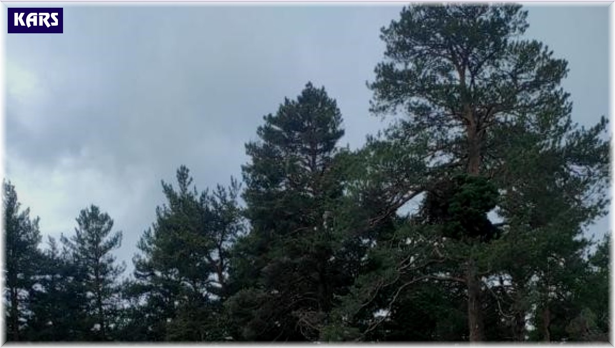 Sarıkamış'ta rüzgar ağaçları yerinden söktü