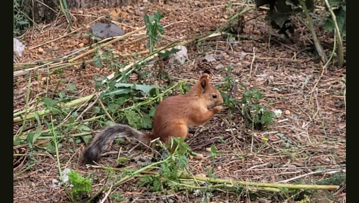 Sarıkamış'ta sevimli sincap cep telefonuyla kaydedildi