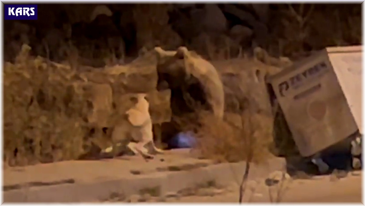 Sarıkamış'ta sıradan bir gün