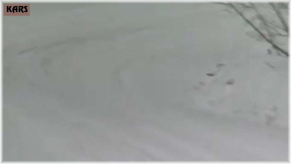 Sarıkamış'ta vaşak ailesi görüntülendi