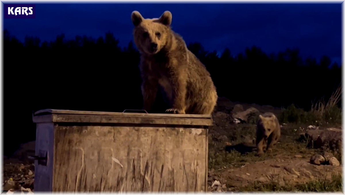 Sarıkamış'ta yavru ayıların çöp konteyneriyle sınavı ortaya renkli görüntüler çıkardı