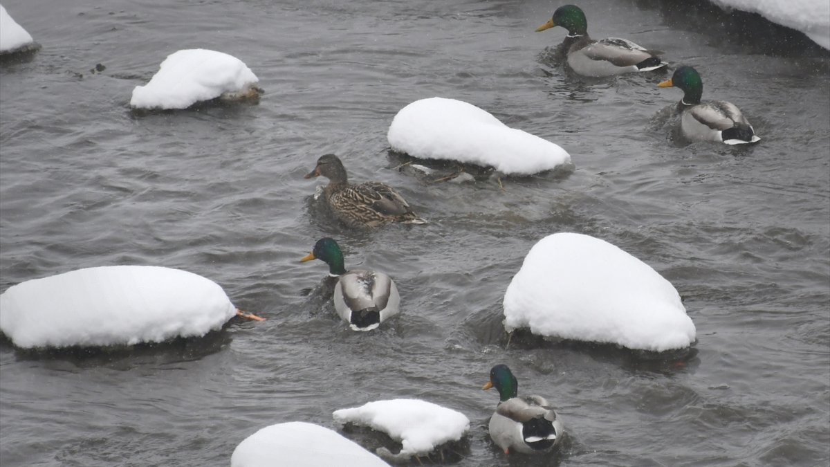 Sarıkamış'ta yeşilbaş ördeklerin kar örtüsünün ortasında akan derede yüzme keyfi