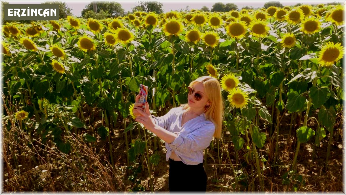 Sarıya boyanan ayçiçeği tarlaları hasat için gün sayıyor