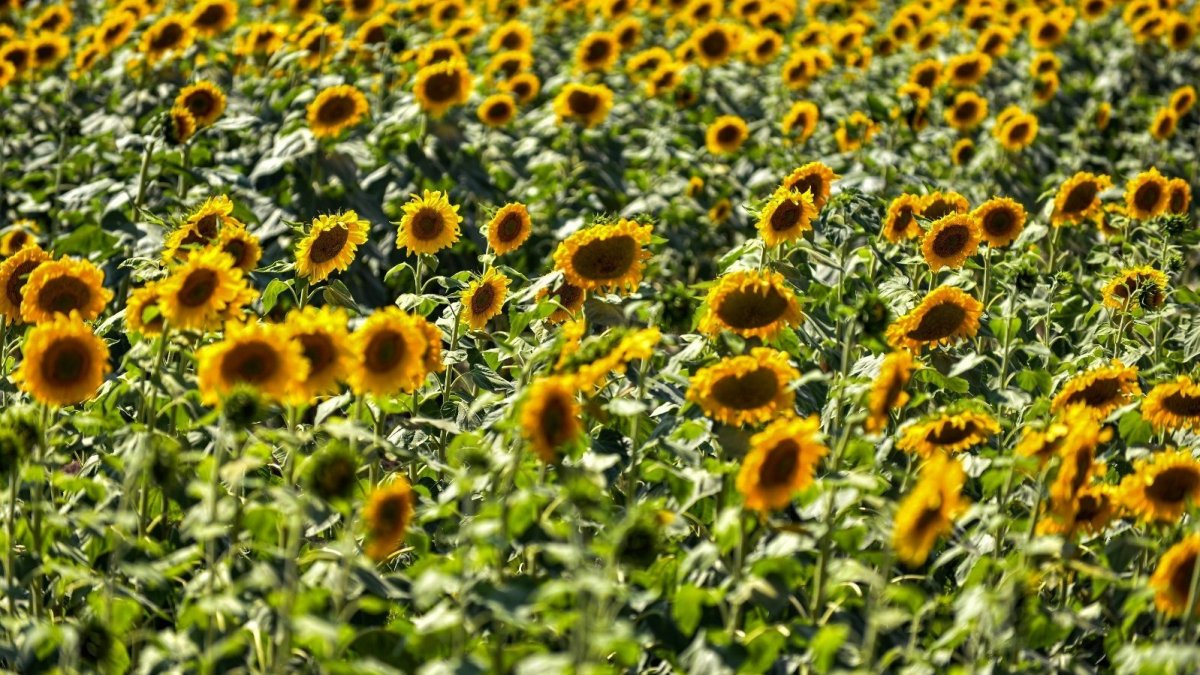 Sarıya boyanan ayçiçeği tarlaları hasat için gün sayıyor