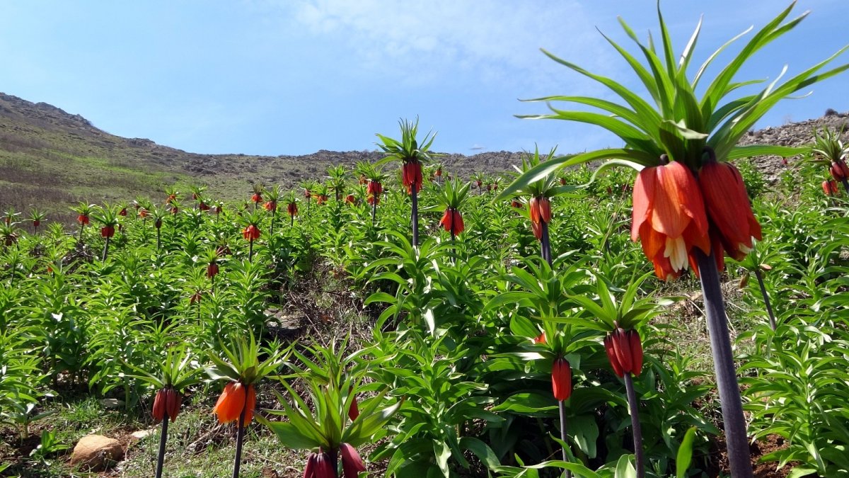 Sarp dağlarda açan ters laleler göz kamaştırıyor
