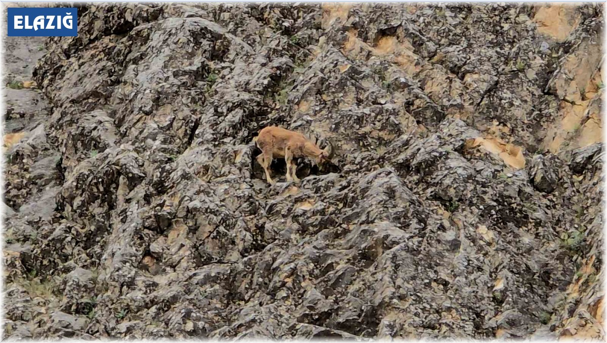 Sarp kayalıklar onlardan soruluyor