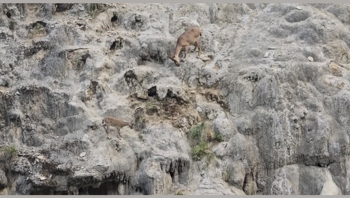 Sarp kayalıkların usta tırmanışçıları görüntülendi