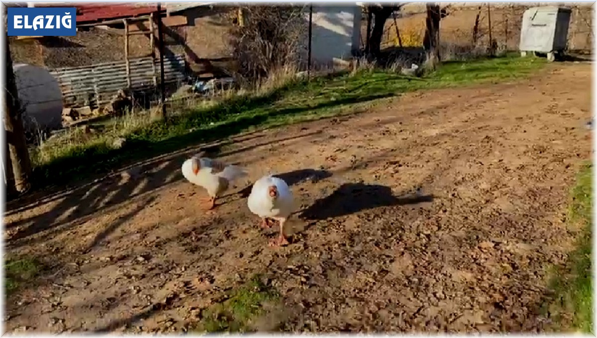 Sayaç okumak için eve giden personel, kaz saldırısı sonucu neye uğradığını şaşırdı