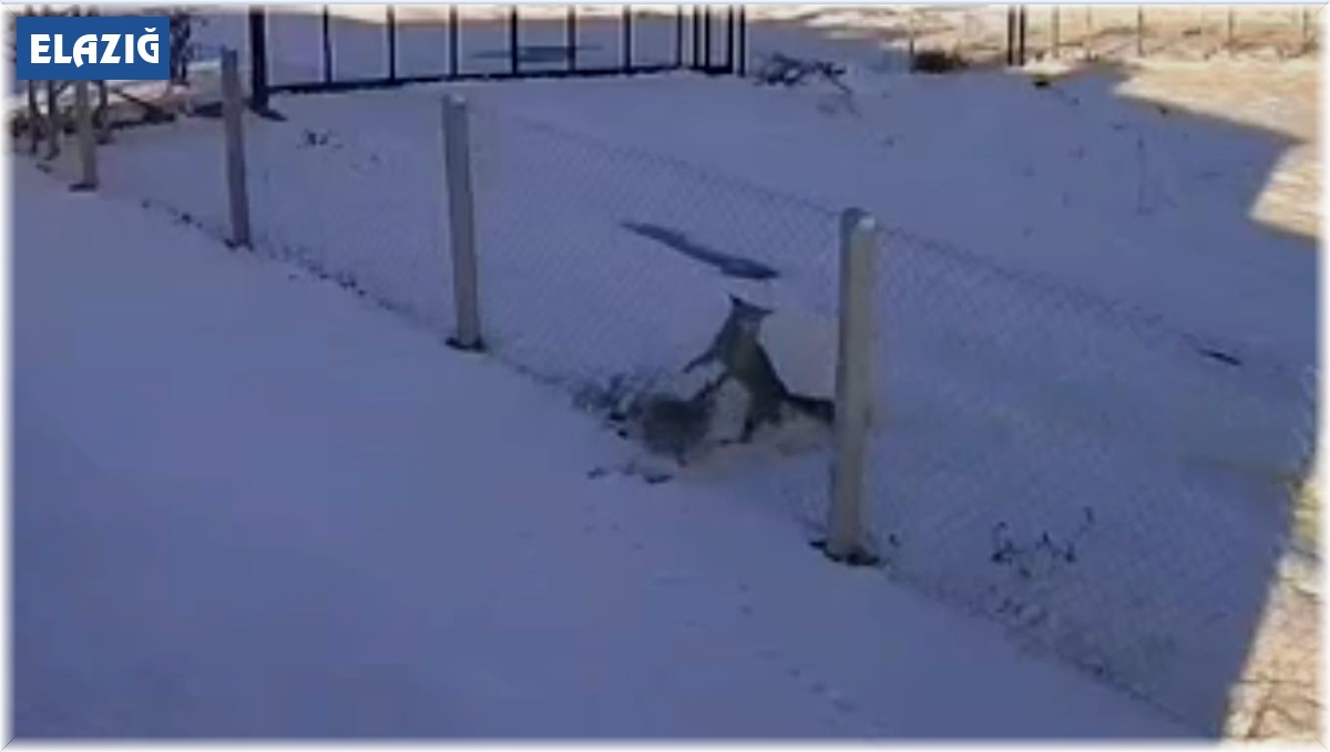 Şehir merkezine inen iki tilkinin ekmek kavgası kamerada