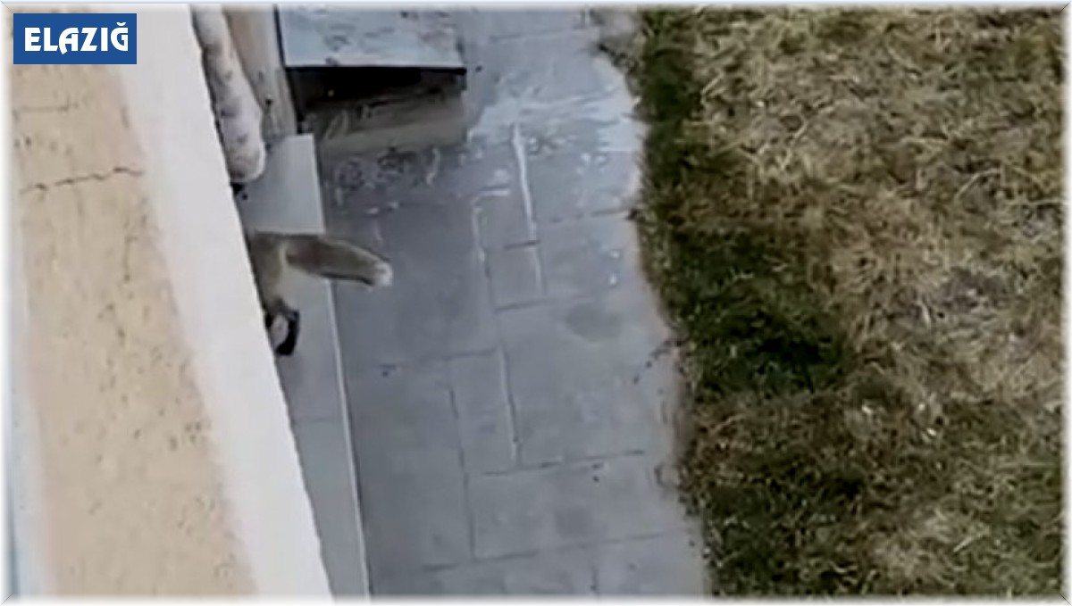 Şehir merkezine inen tilki eve girdi