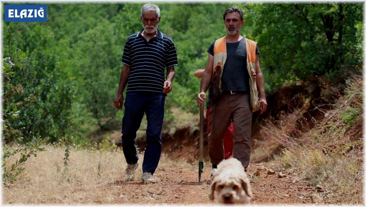 Şehir şehir gezerek köpeğiyle 'kara elmas' arıyor