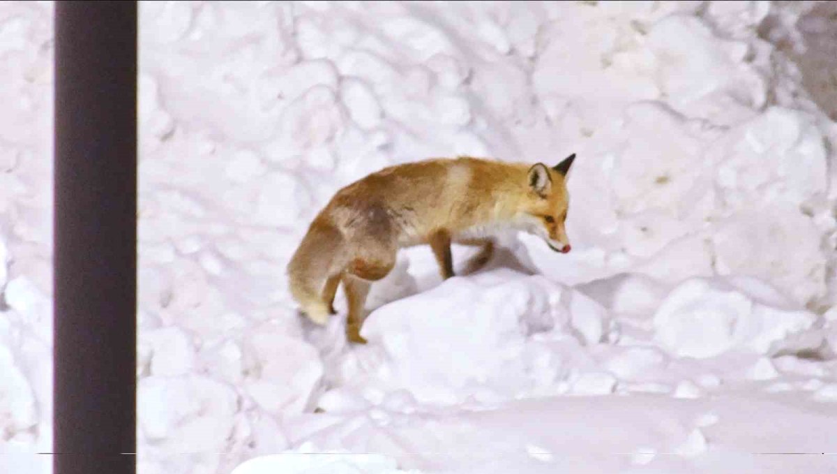 Şehre inen tilkilerin sevimli halleri kameralara yansıdı