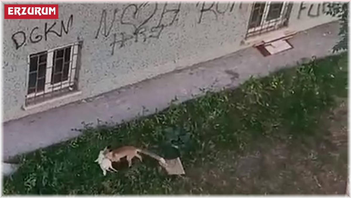 Şehrin ortasındaki tavuk hırsızı tilki