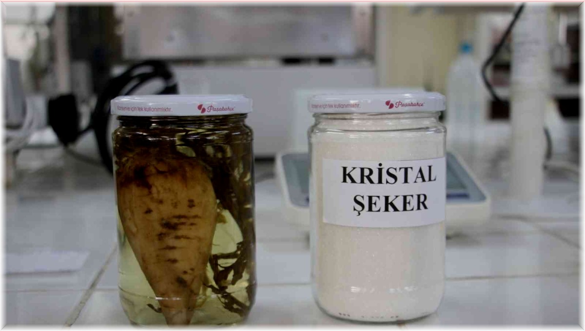 Şeker pancarının tarladan sofralara uzanan tatlı yolculuğu