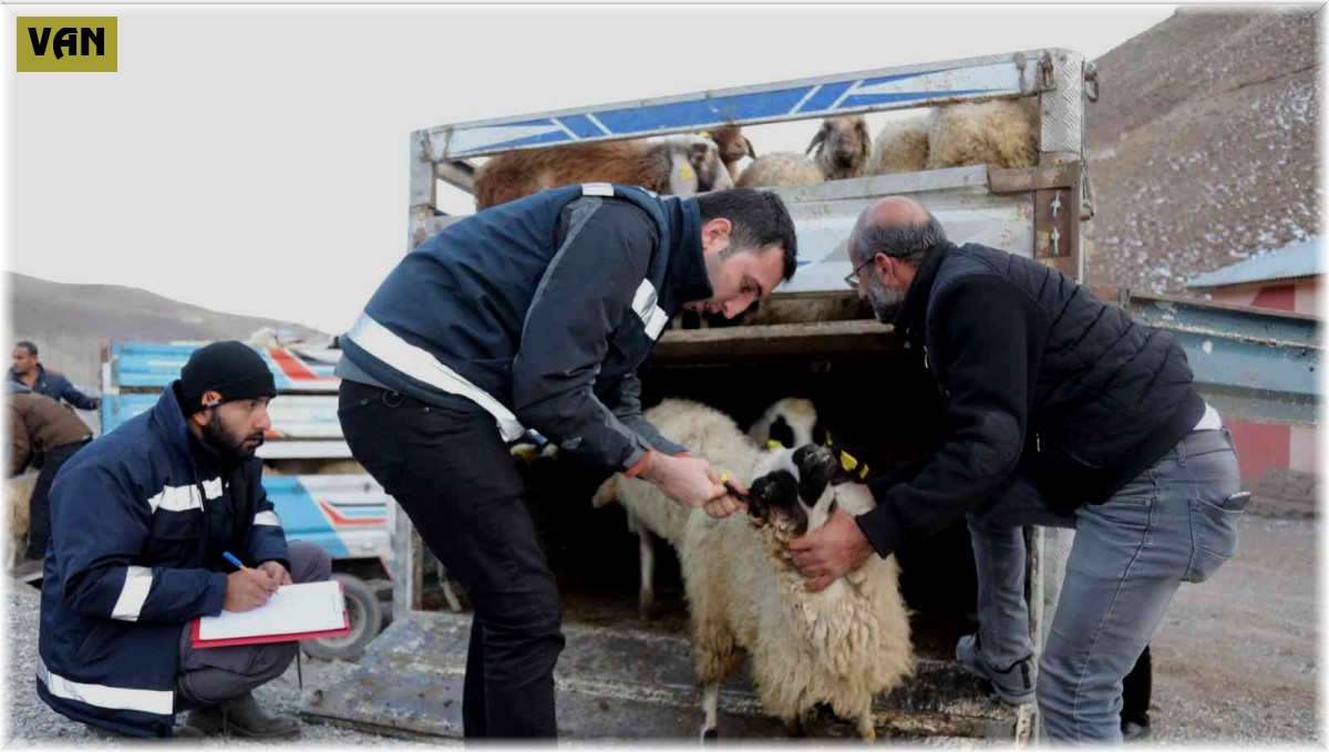 Sel mağdurlarına küçükbaş hayvan desteği