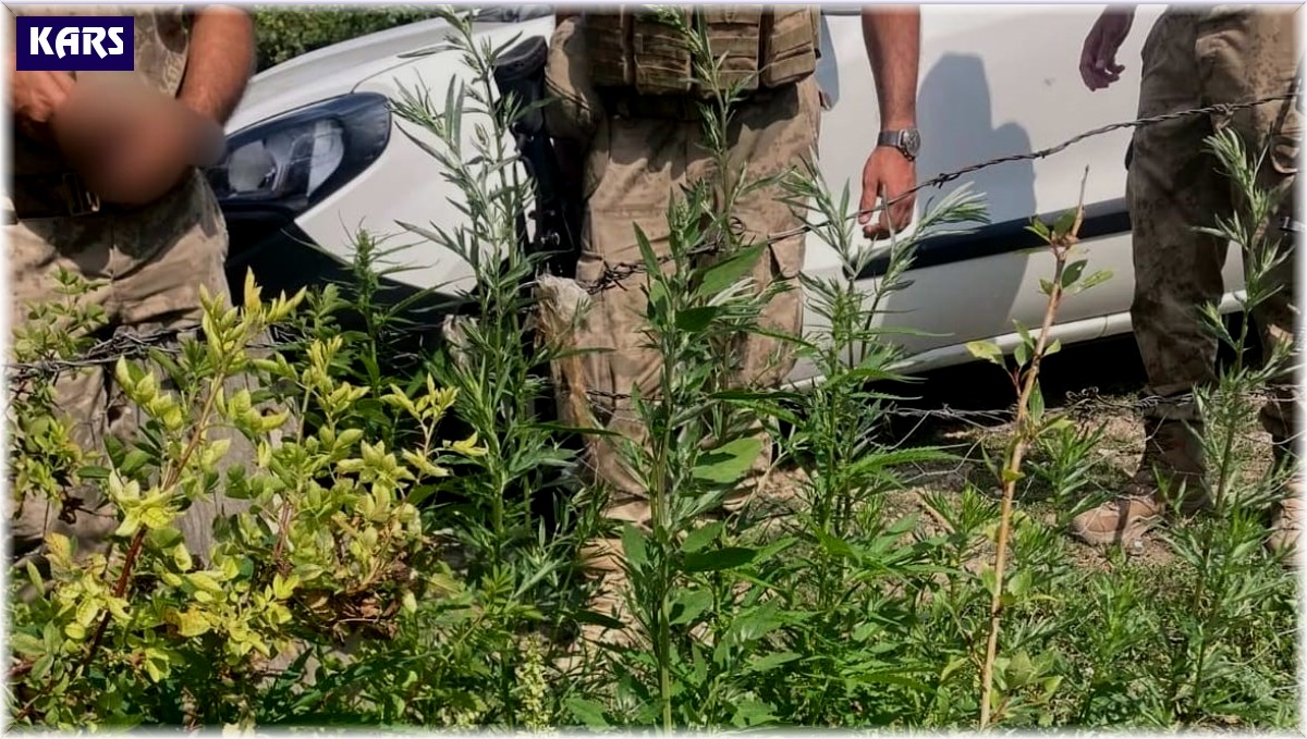 Selim'de kenevir ele geçirildi