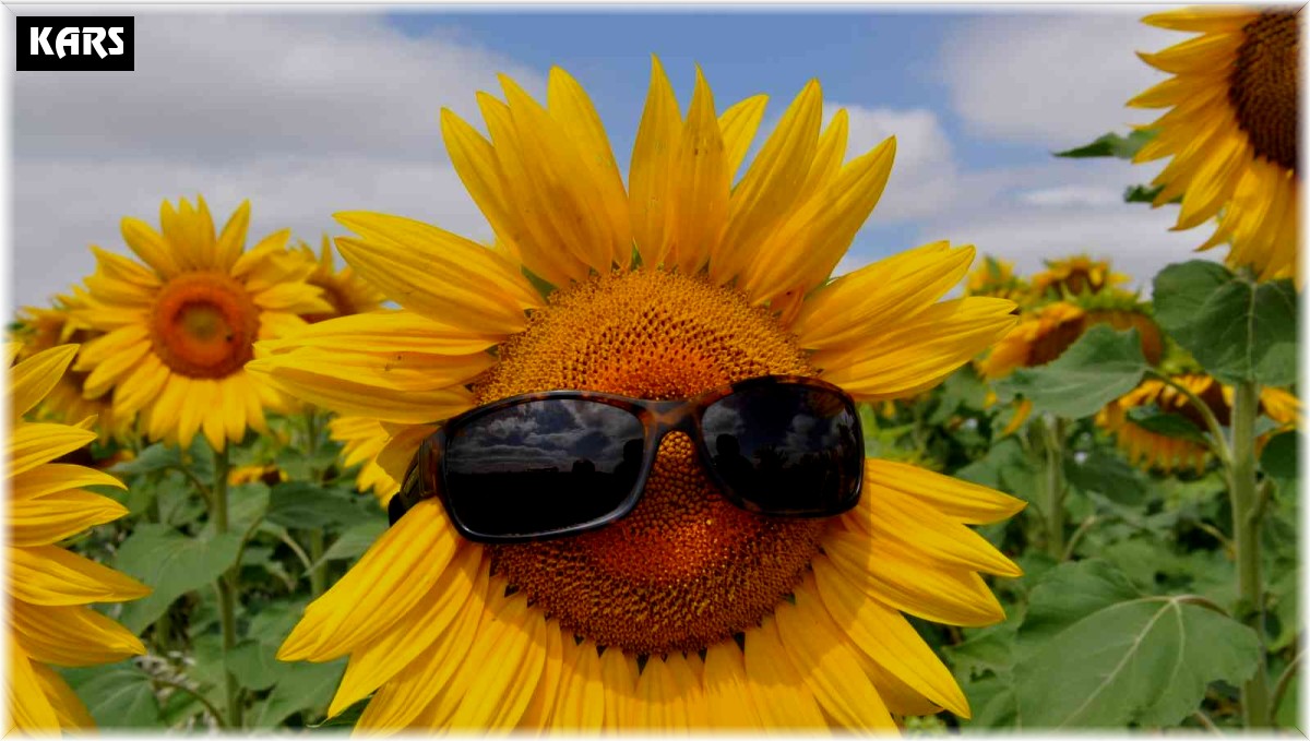 Selim'de tarlalar 'ayçiçeği' açtı