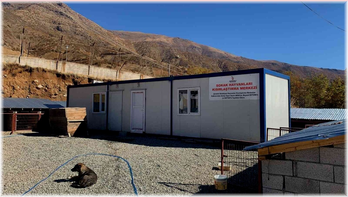 Şemdinli Belediyesinden sokak hayvanlarını kısışlaştırma çalışması