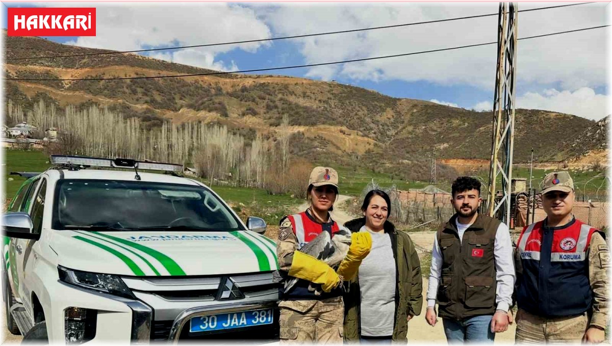 Şemdinli'de gri balıkçıl türü kuş bulundu