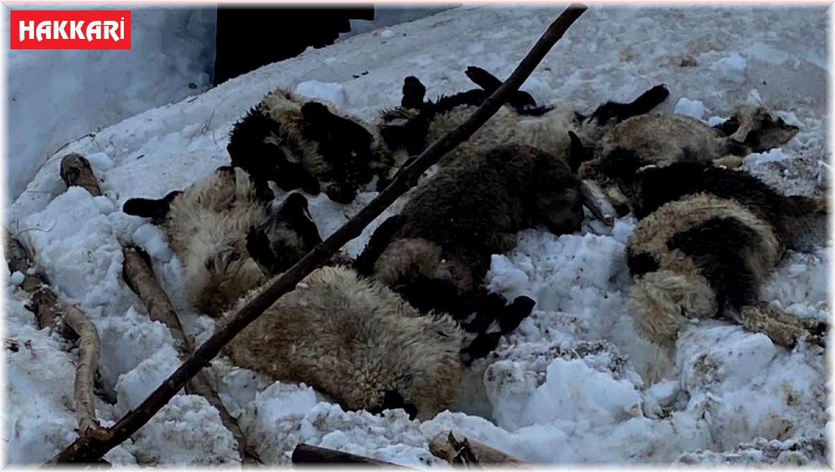 Şemdinli'de kardan çöken ahırda 7 küçükbaş hayvan telef oldu