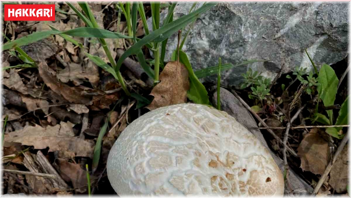 Şemdinli'de mantar bereketi vatandaşın yüzünü güldürdü