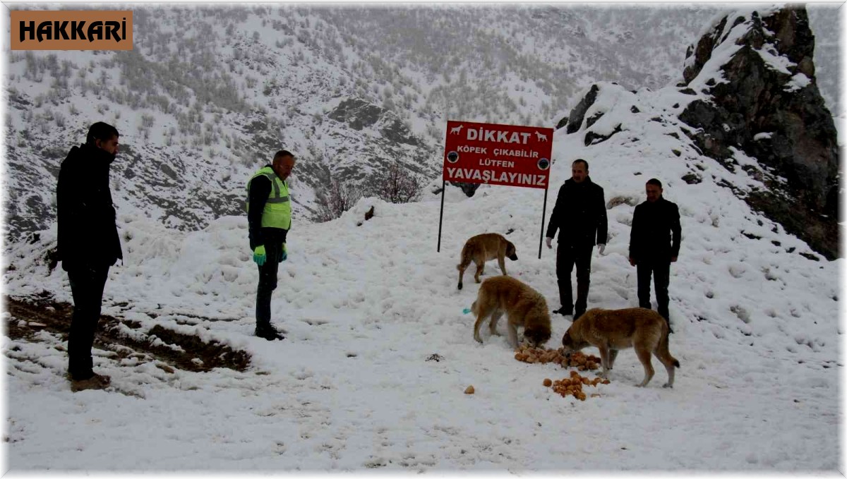 Şemdinli'de sokak hayvanları unutulmadı