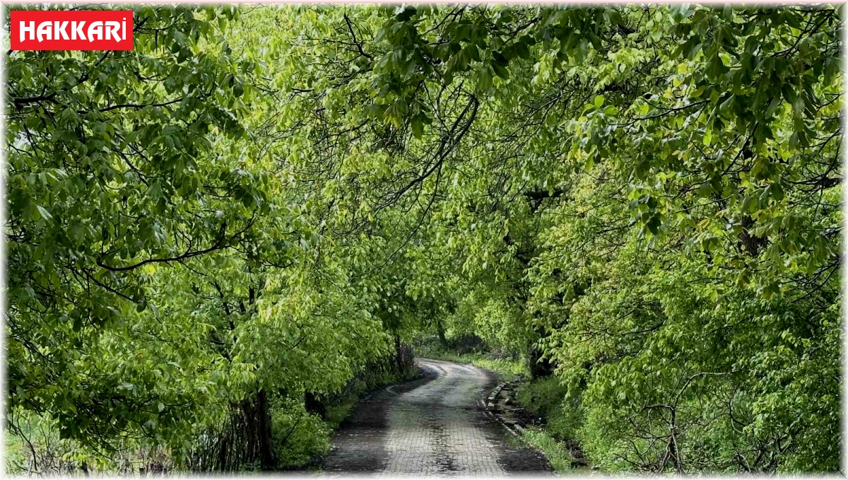Şemdinli yeşil doğasıyla Karadeniz'i aratmıyor